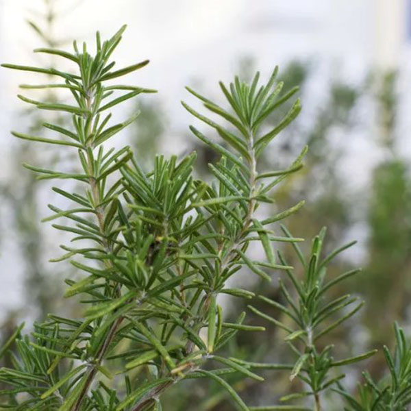 Rosemary